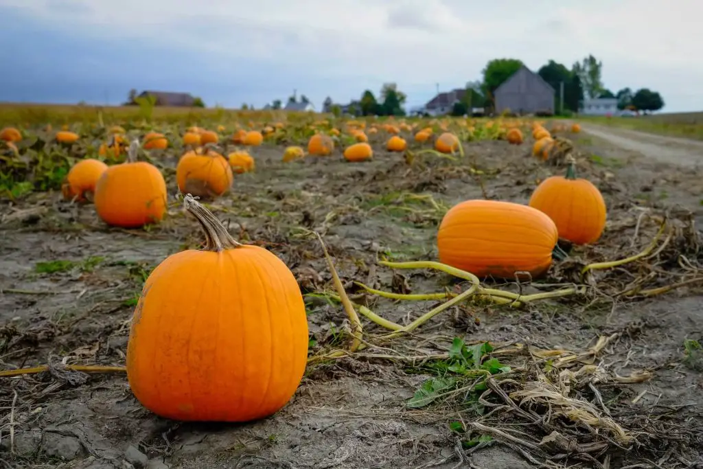 companion plants for pumpkins