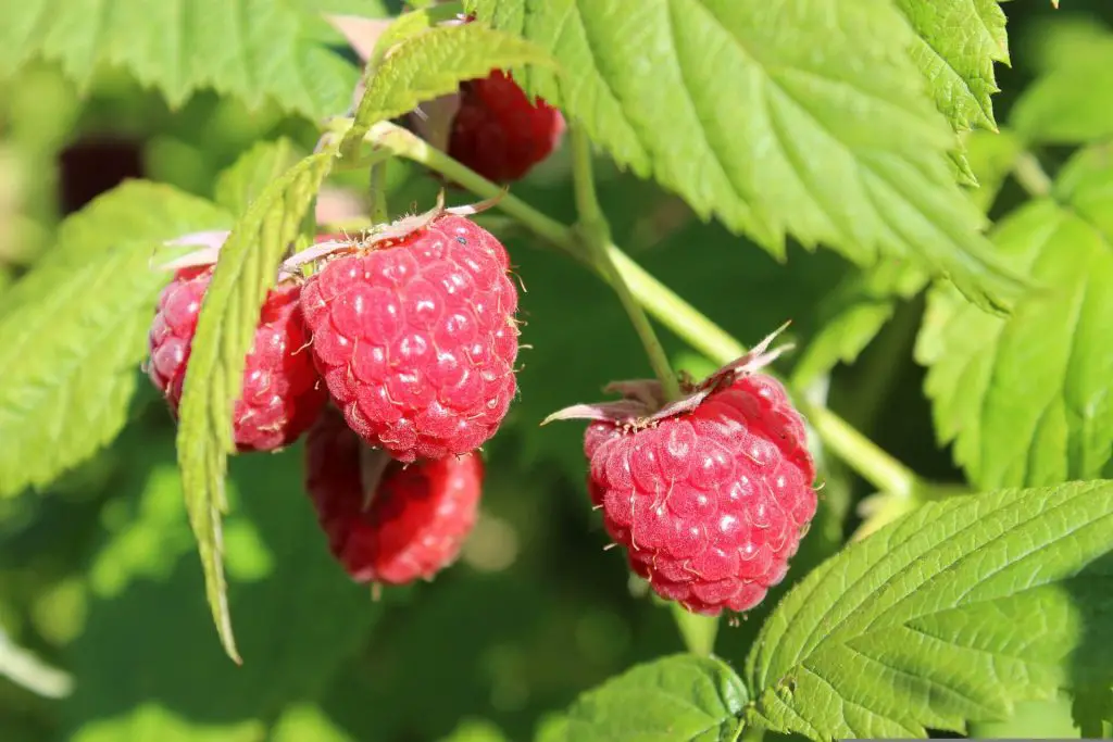 companion plants for raspberries