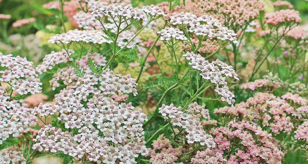 companion plants for raspberries