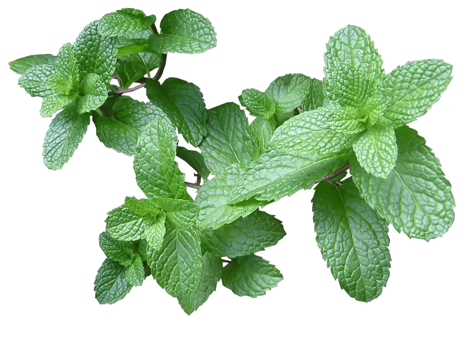 17 Companion Plants for Raspberries & What To Avoid!