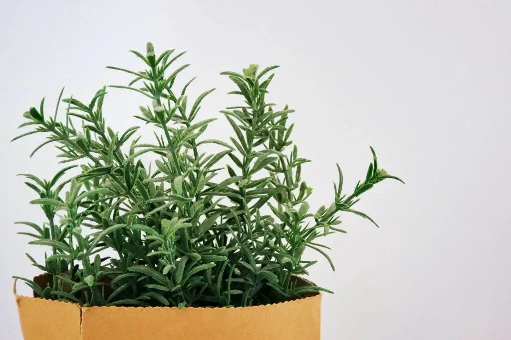 companion plants for rosemary