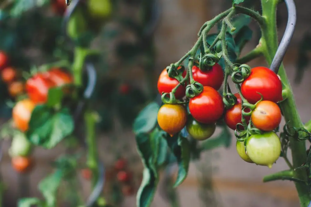 companion plants for rosemary