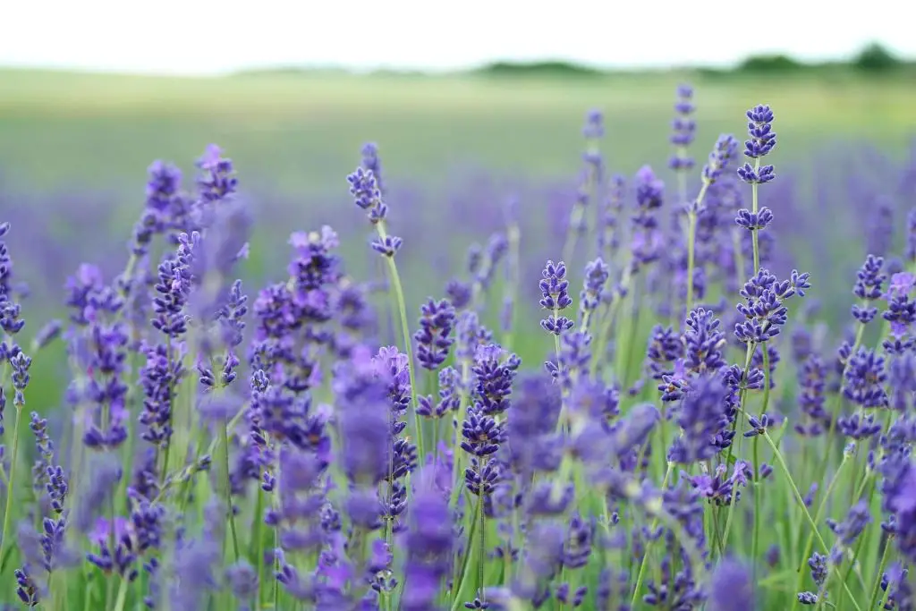 companion plants for rosemary