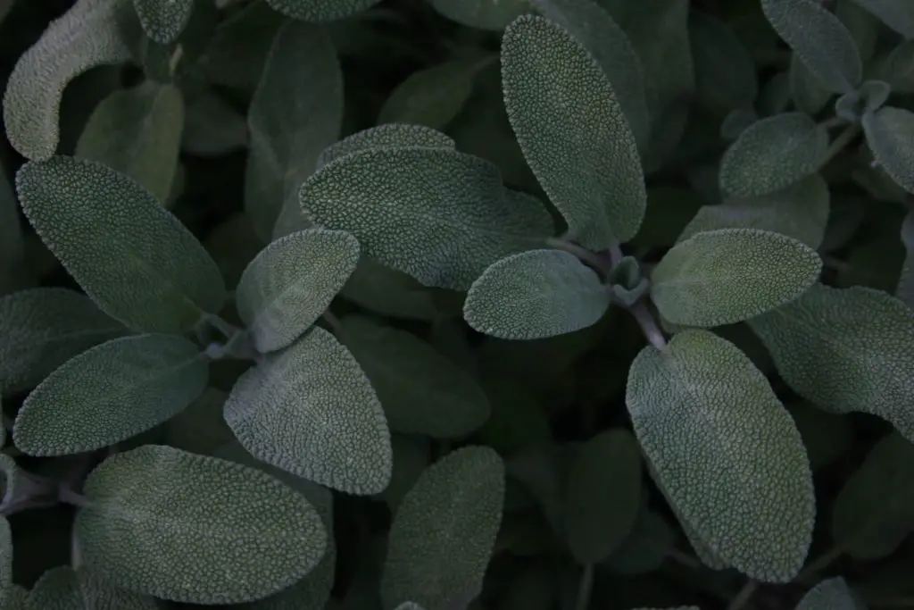 companion plants for rosemary