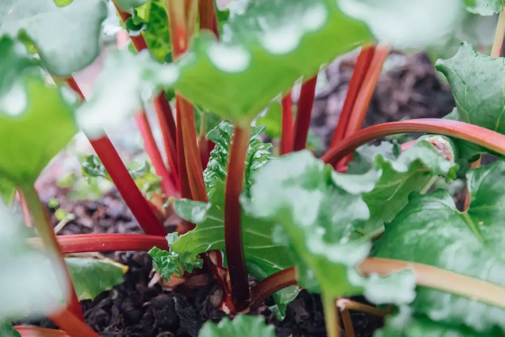 Companion plants for rhubarb