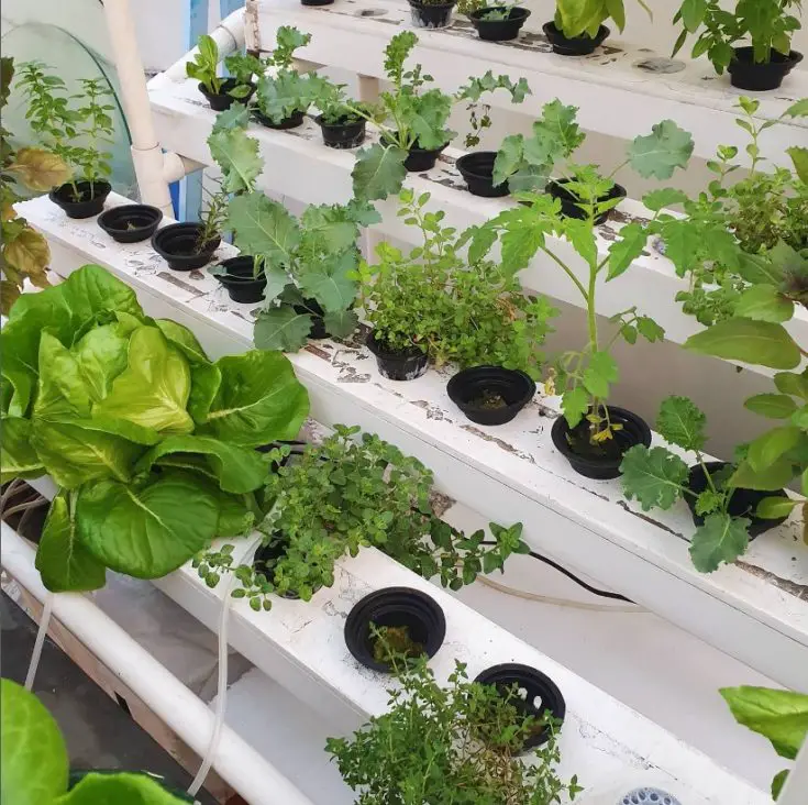 Growing Kale Indoors Hydroponically A Step By Step Guide [2023]