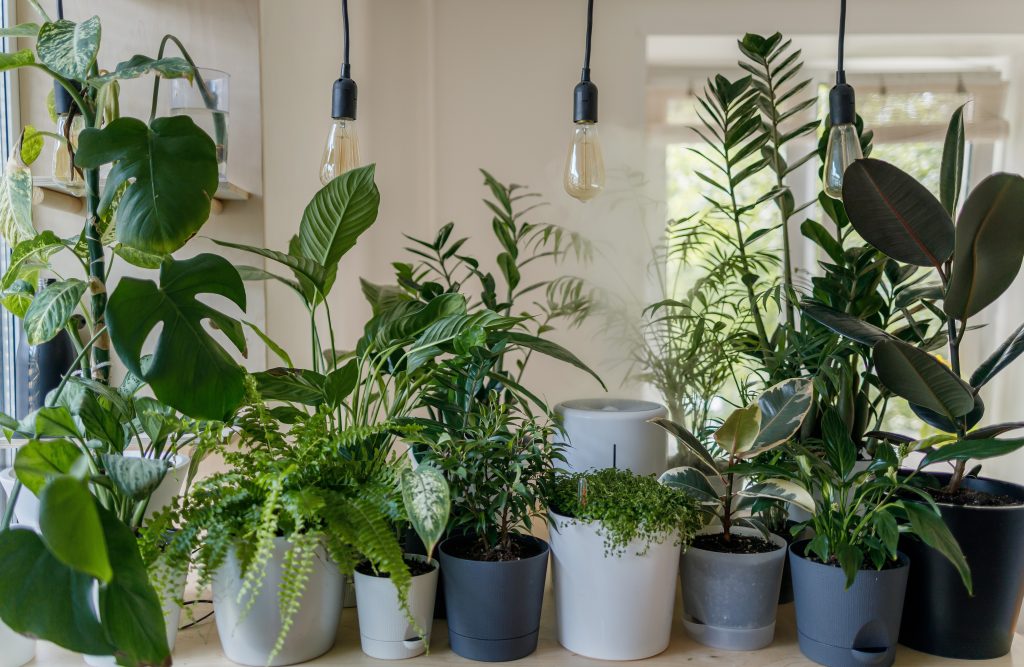 growing kale indoors