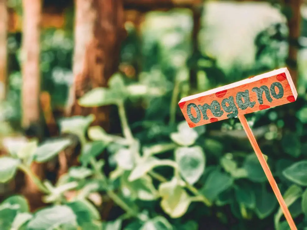 how to harvest oregano without killing the plant