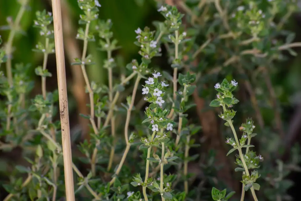 how to harvest oregano without killing the plant