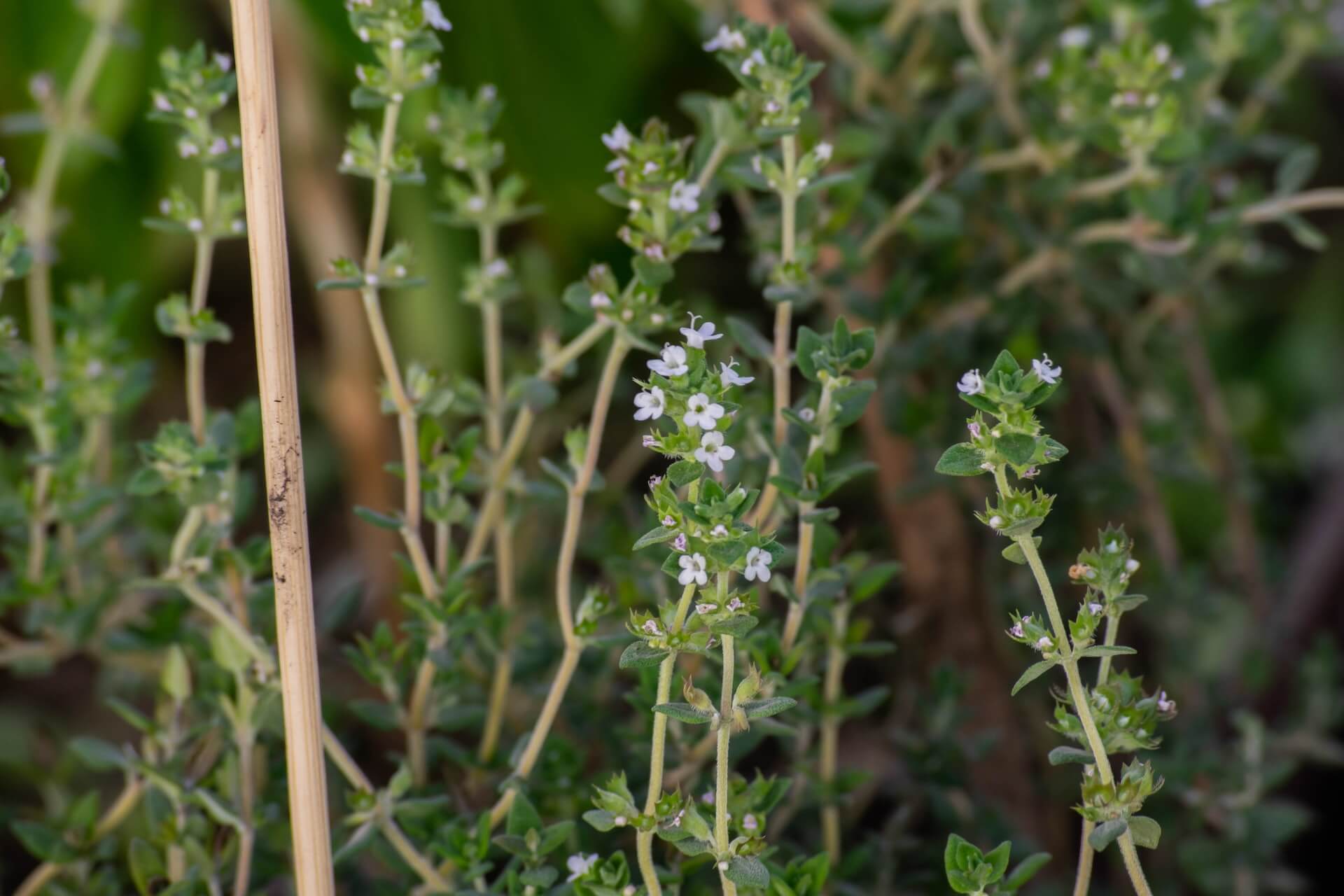 How To Harvest Oregano Without Killing The Plant Personal Experience   How To Harvest Oregano Without Killing The Plant 4 