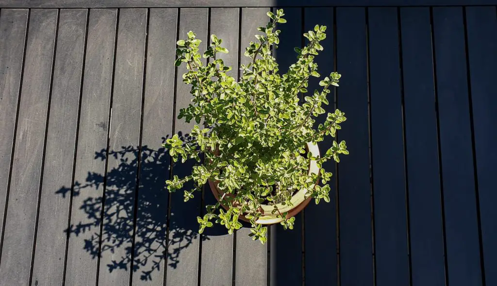 how to harvest oregano without killing the plant