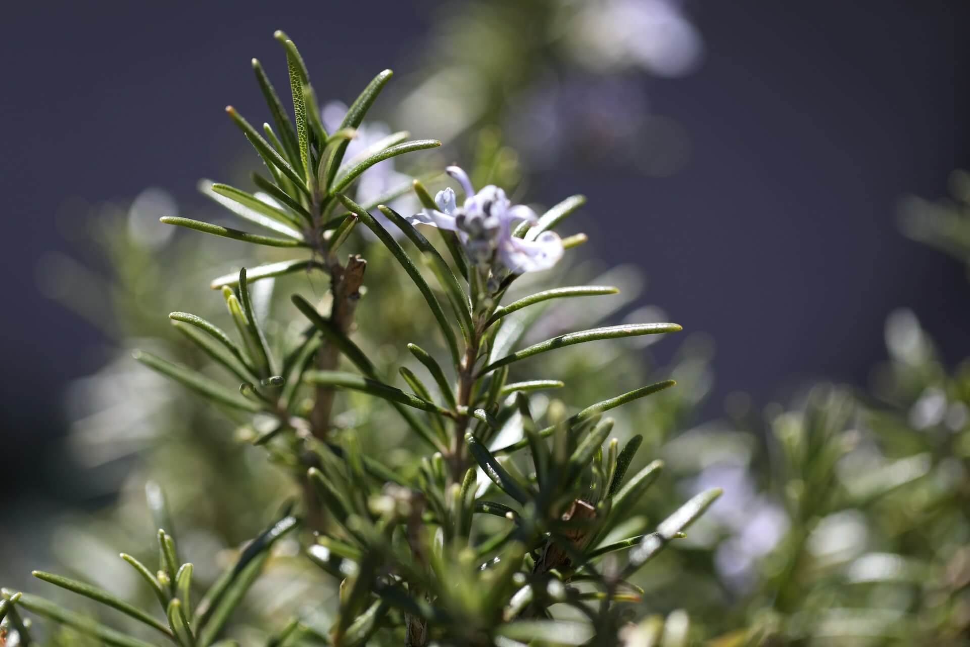 How To Harvest Rosemary Without Killing The Plant Personal Experience   How To Harvest Rosemary Without Killing The Plant 1 