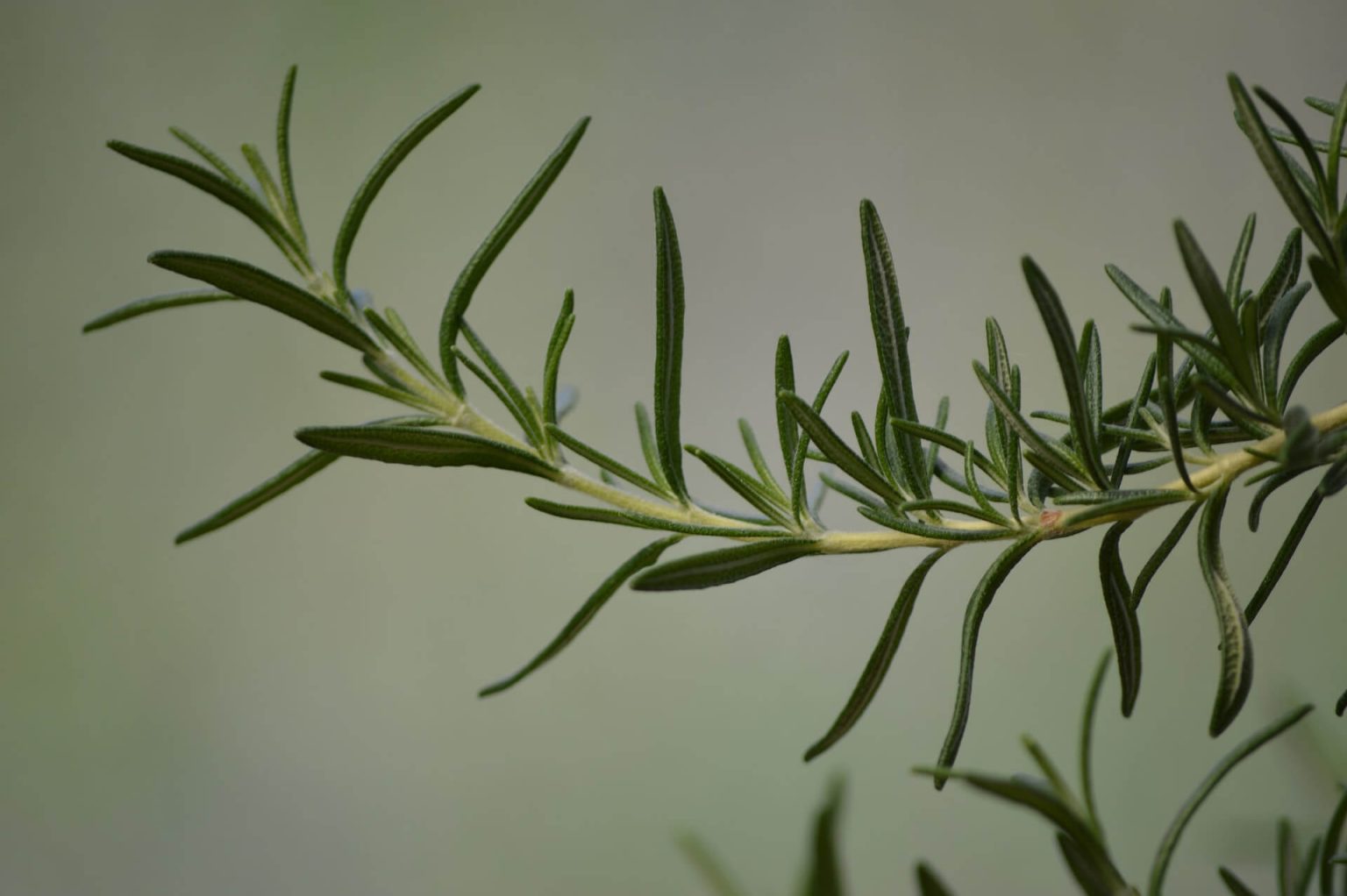 How To Harvest Rosemary Without Killing The Plant? [Personal Experience