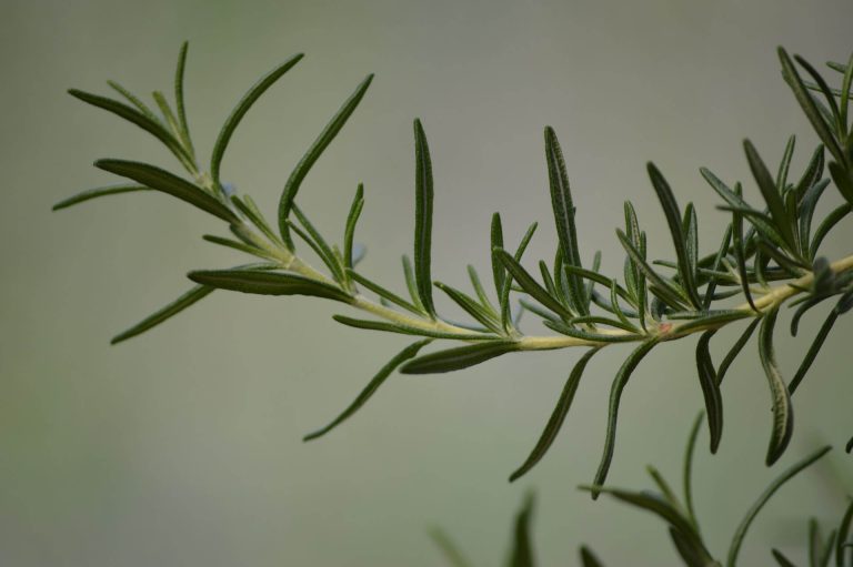 How To Harvest Rosemary Without Killing The Plant? [Personal Experience!]