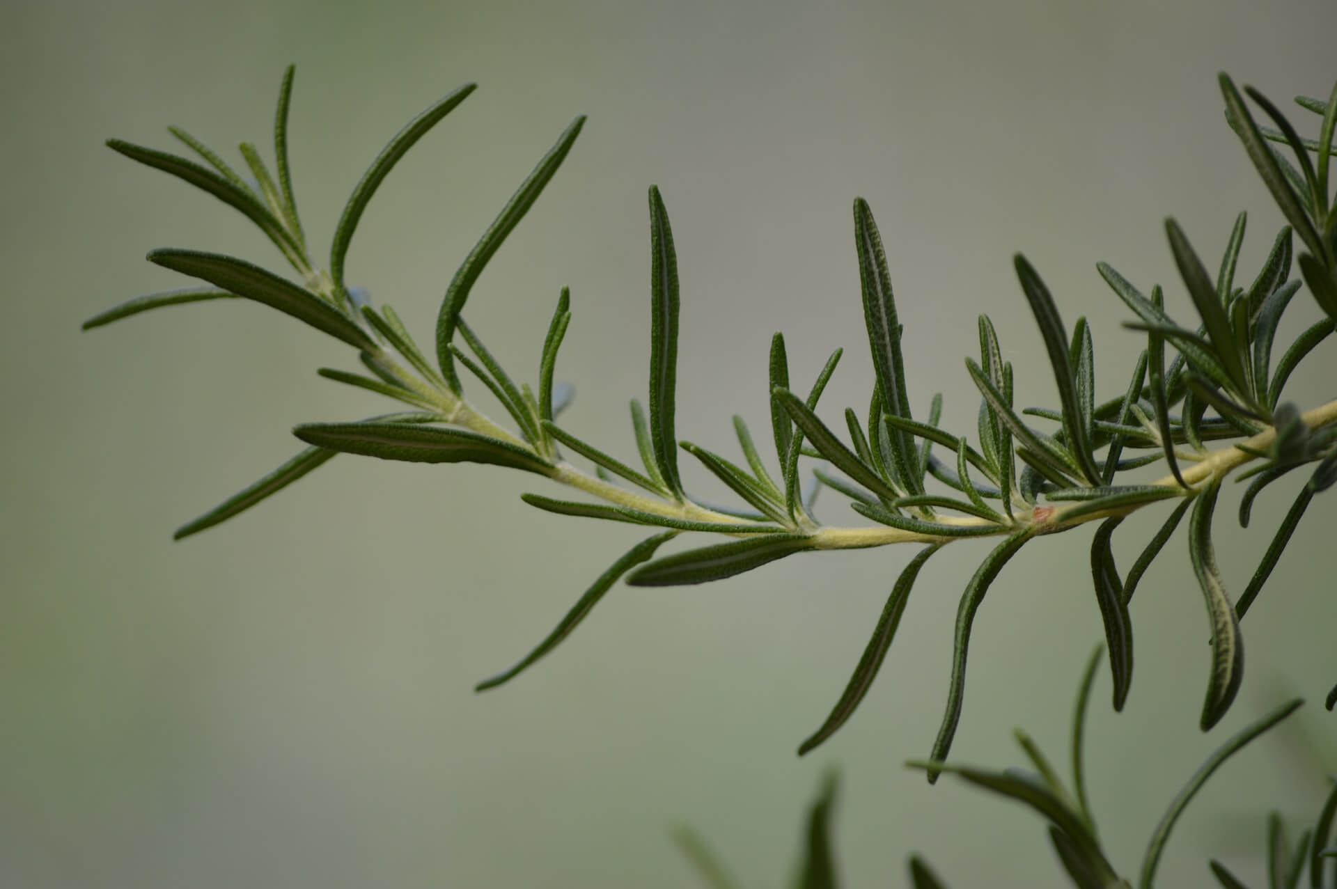 How To Harvest Rosemary Without Killing The Plant Personal Experience   How To Harvest Rosemary Without Killing The Plant 3 