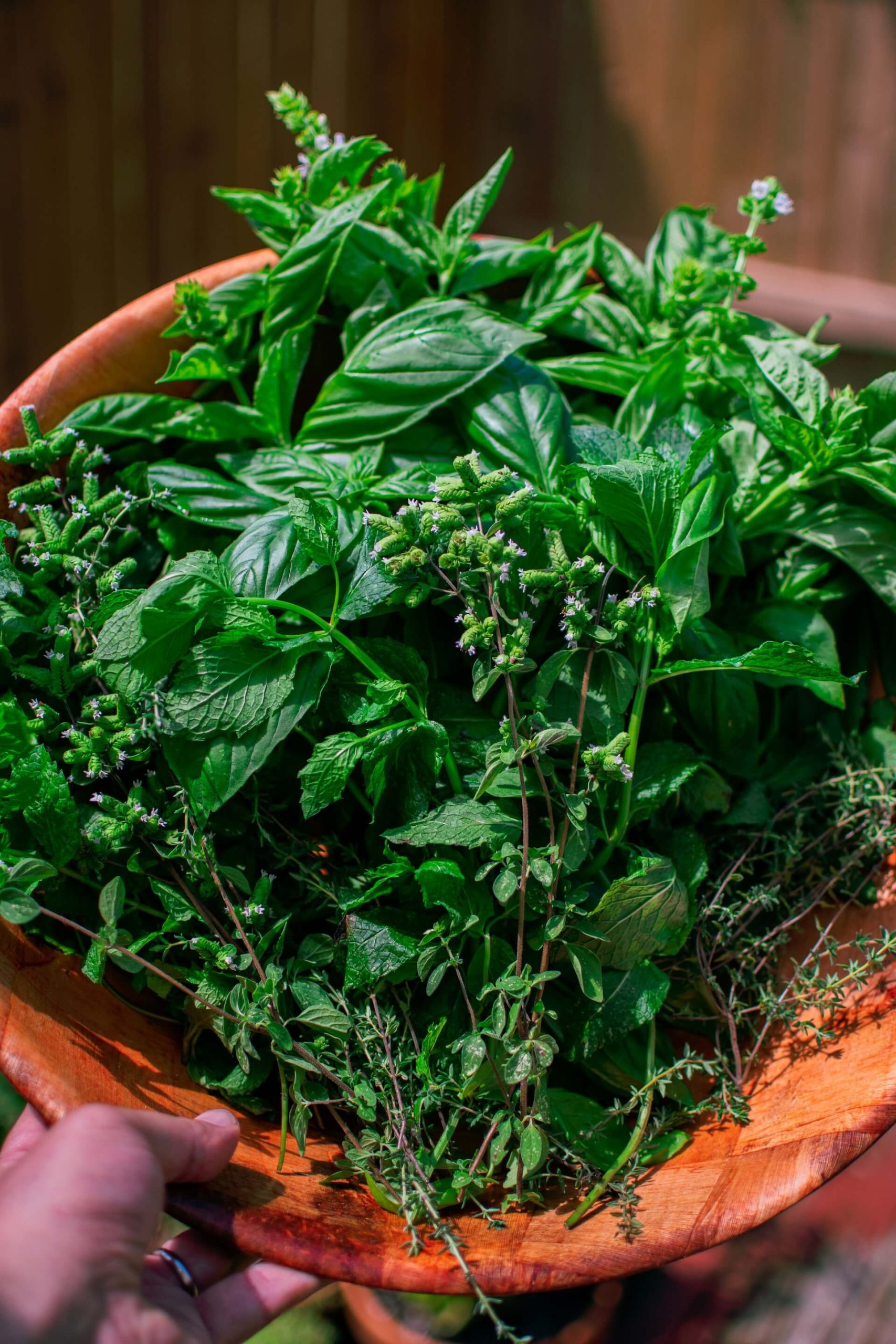 How To Harvest Rosemary Without Killing The Plant? [Personal Experience