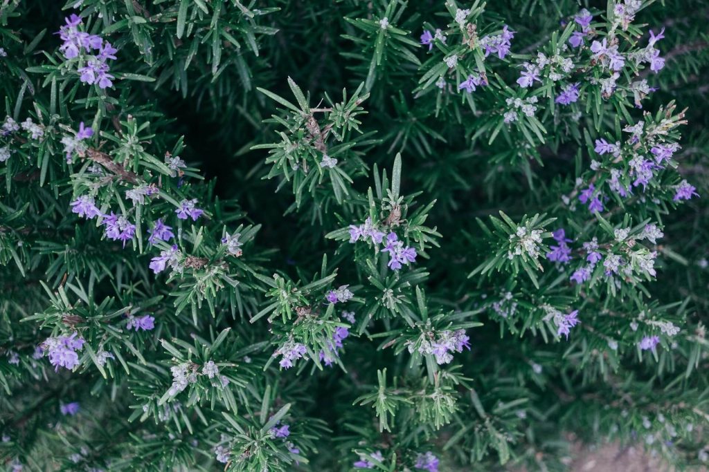 how to harvest rosemary without killing the plant