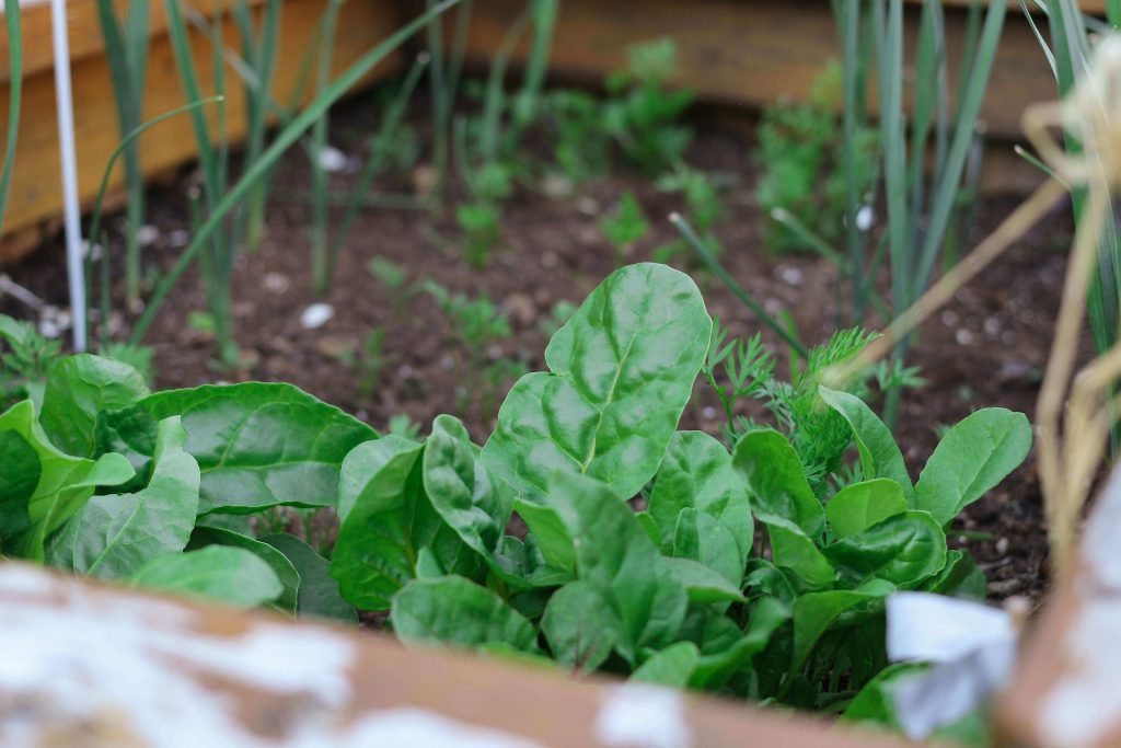 how to harvest spinach without killing the plant