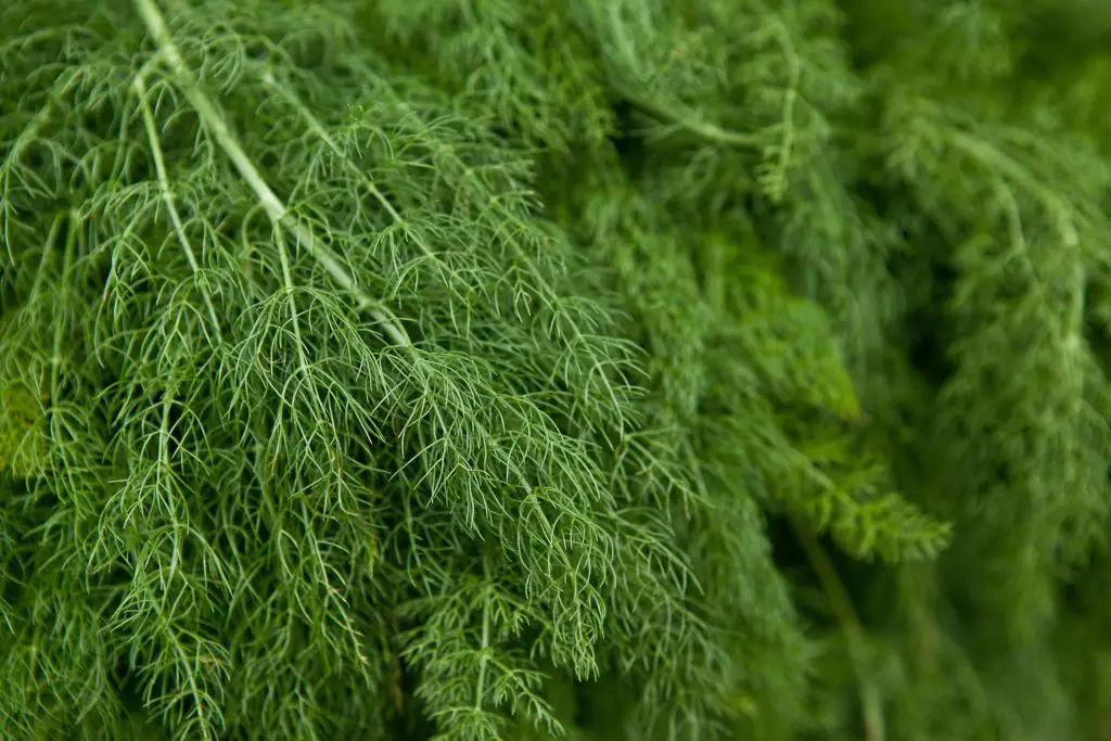 how to harvest dill without killing the plant