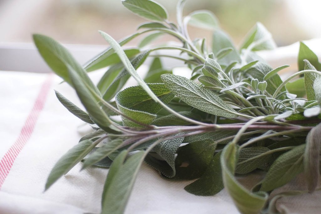 How to harvest sage without killing the plant