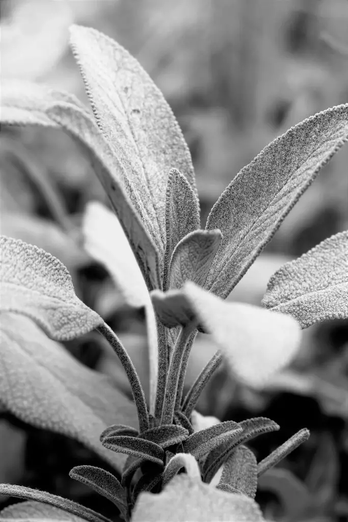 How to harvest sage without killing the plant