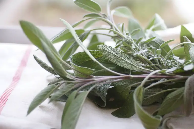 How To Harvest Sage Without Killing The Plant & What To Avoid! [2023]