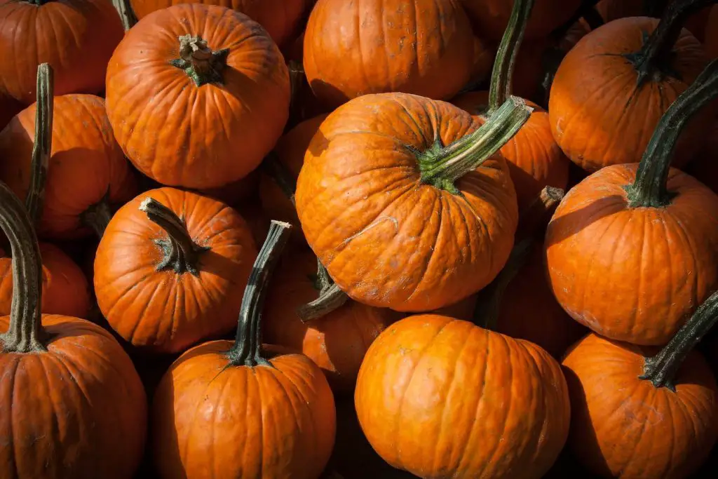 pumpkin growing stages