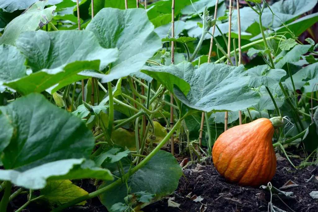 pumpkin growing stages