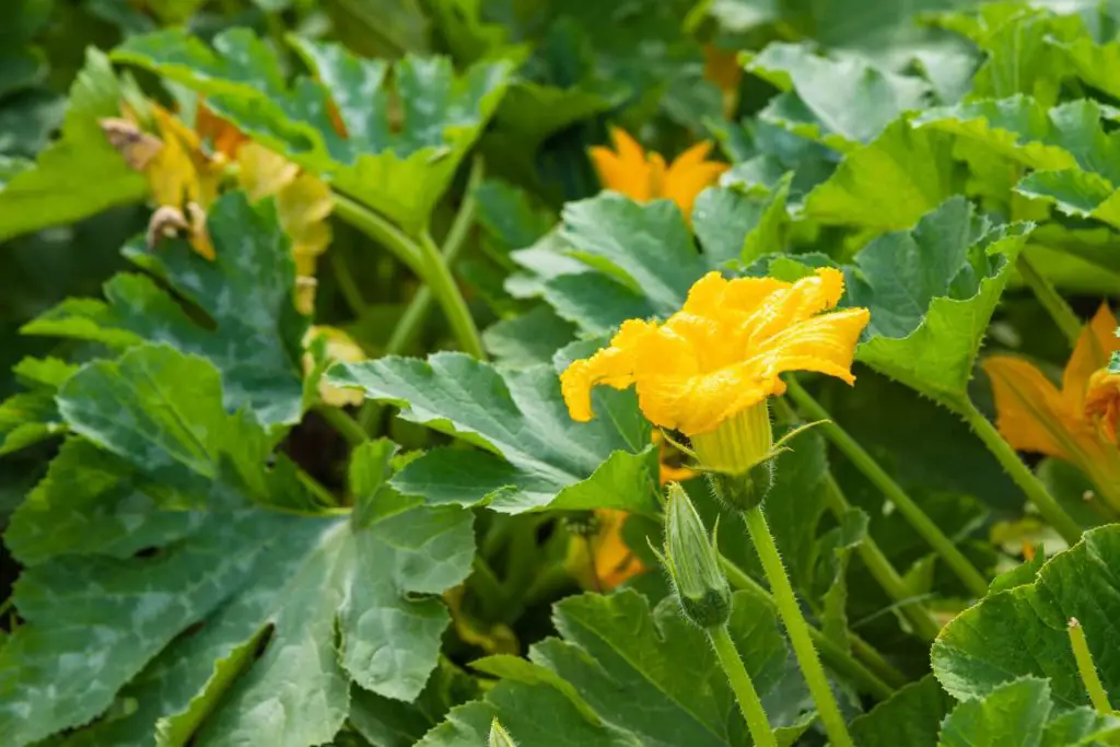 pumpkin growing stages