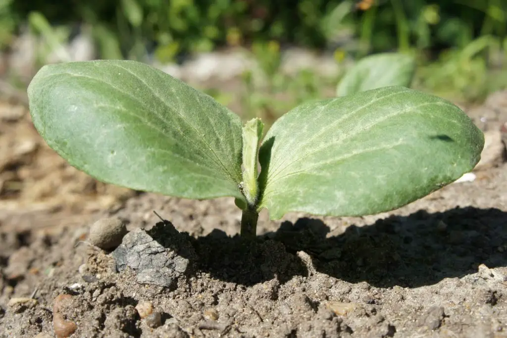 pumpkin growing stages