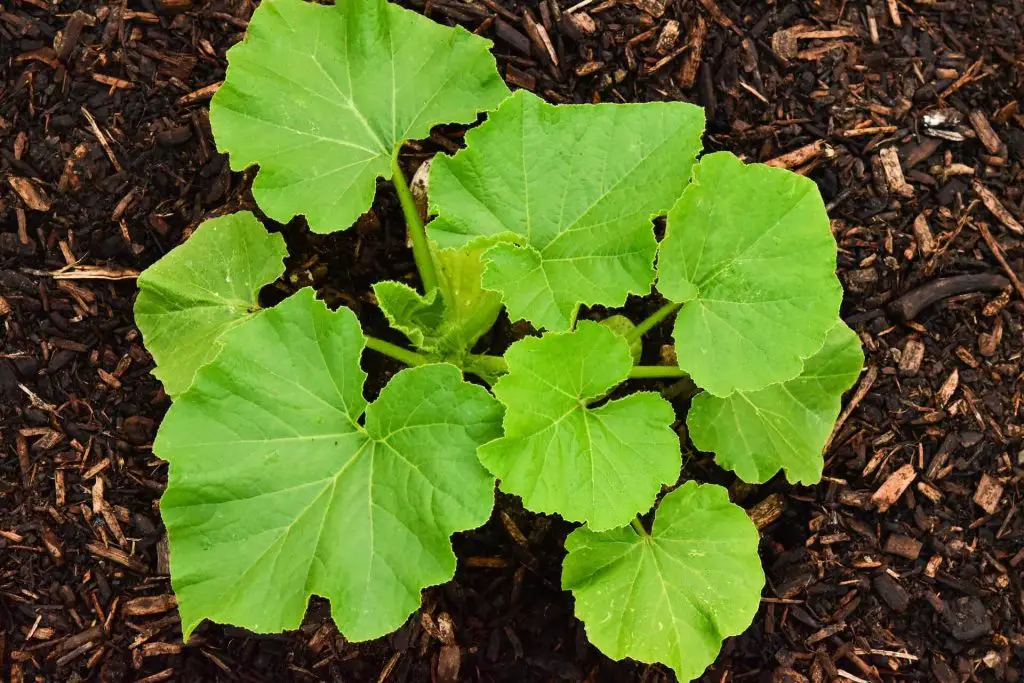 pumpkin growing stages