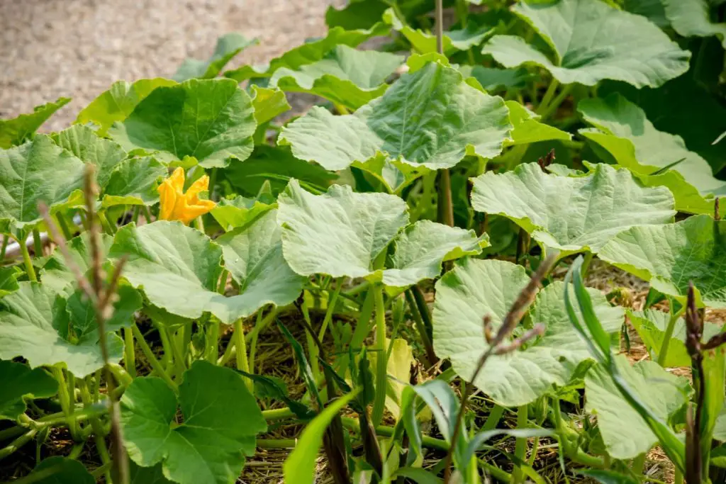 pumpkin growing stages