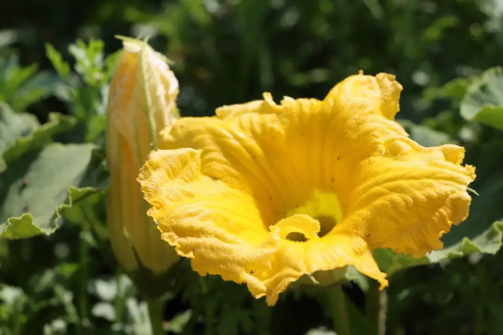 pumpkin growing stages