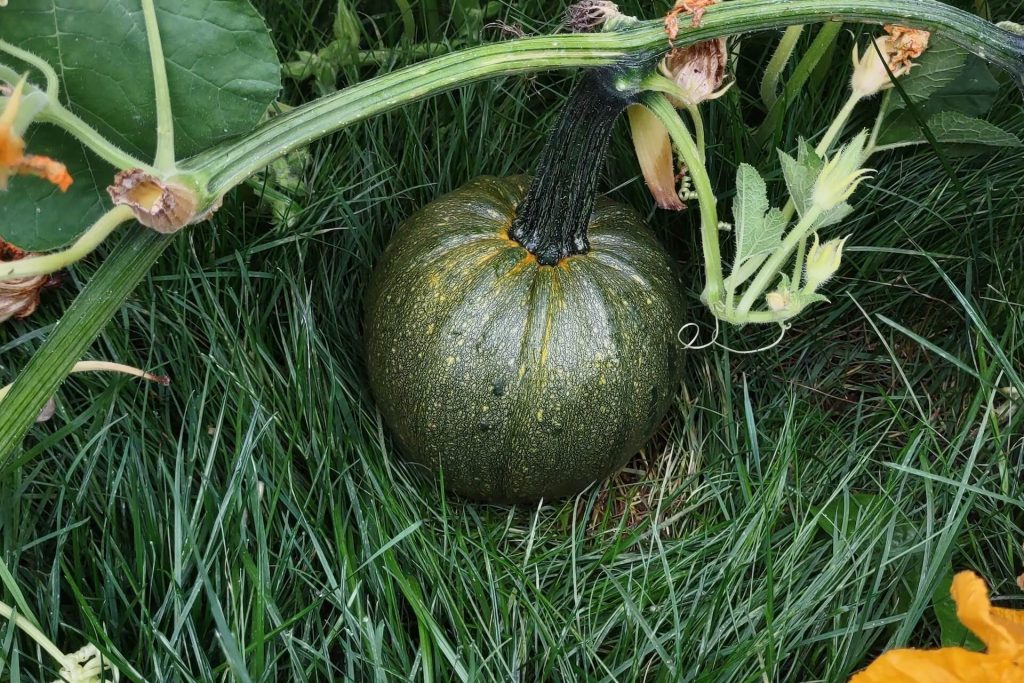pumpkin growing stages
