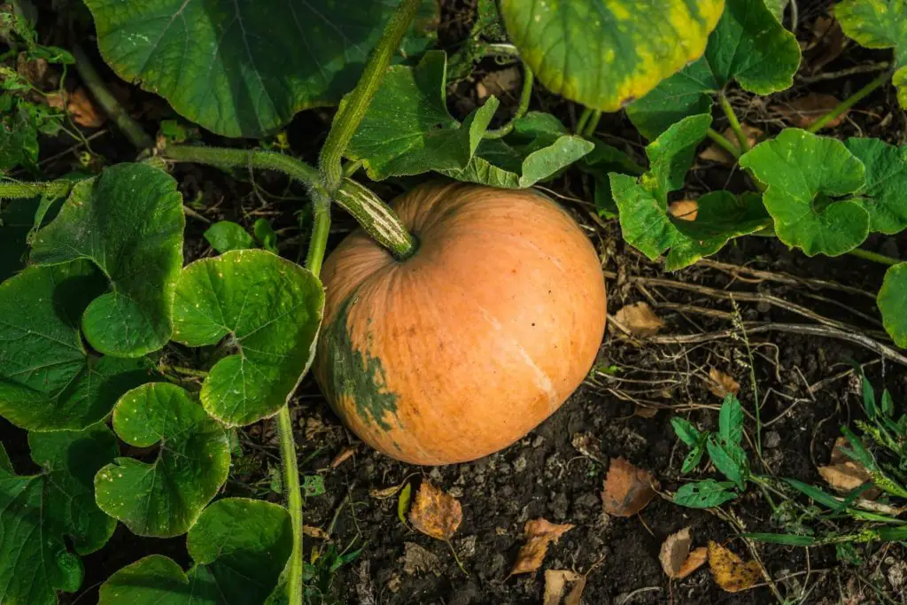 pumpkin growing stages