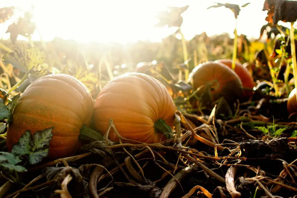 pumpkin growing stages