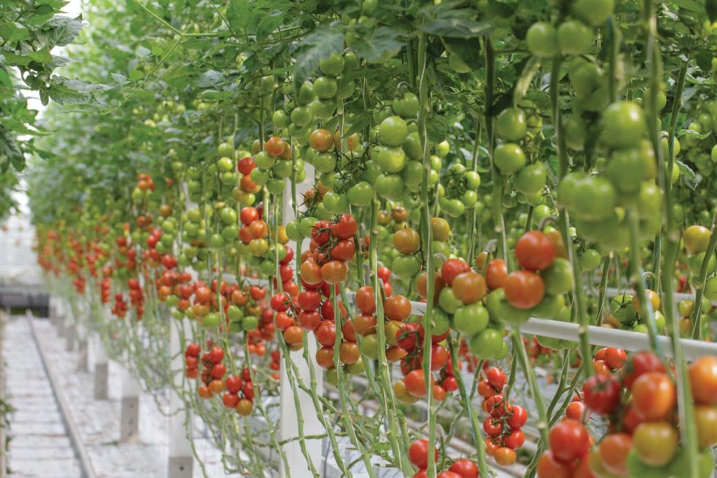 tomato plants over winter