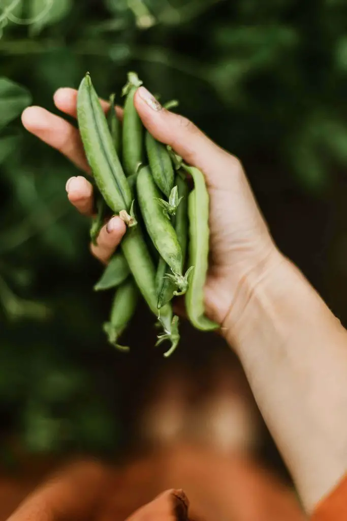 What Not To Plant With Kale 