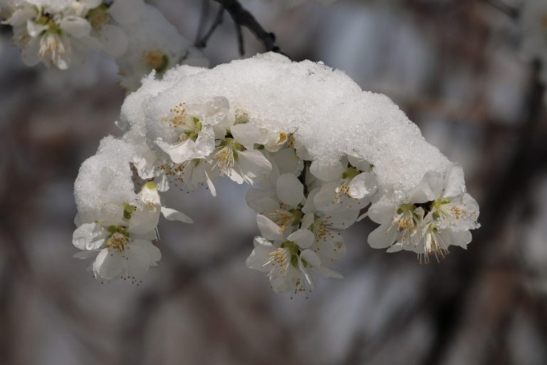 7 White Winter Plants For A Cheerful Winter![2023]