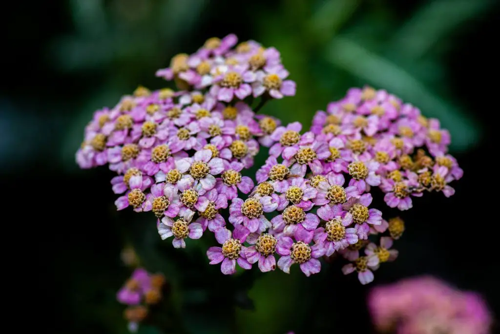 yarrow companion plants