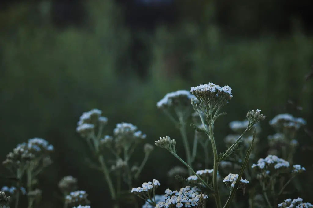 yarrow companion plants