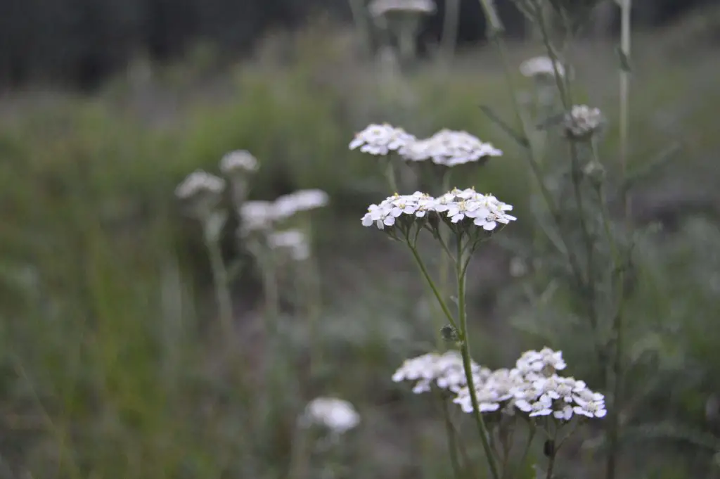 yarrow companion plants