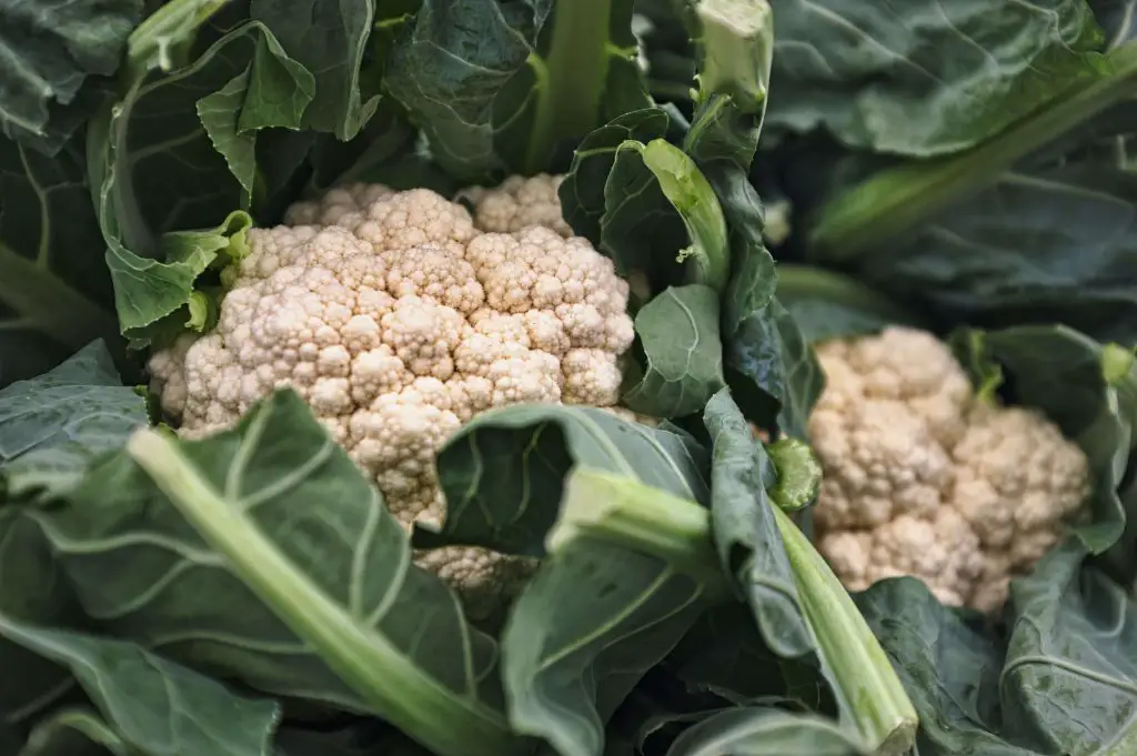 yarrow companion plants