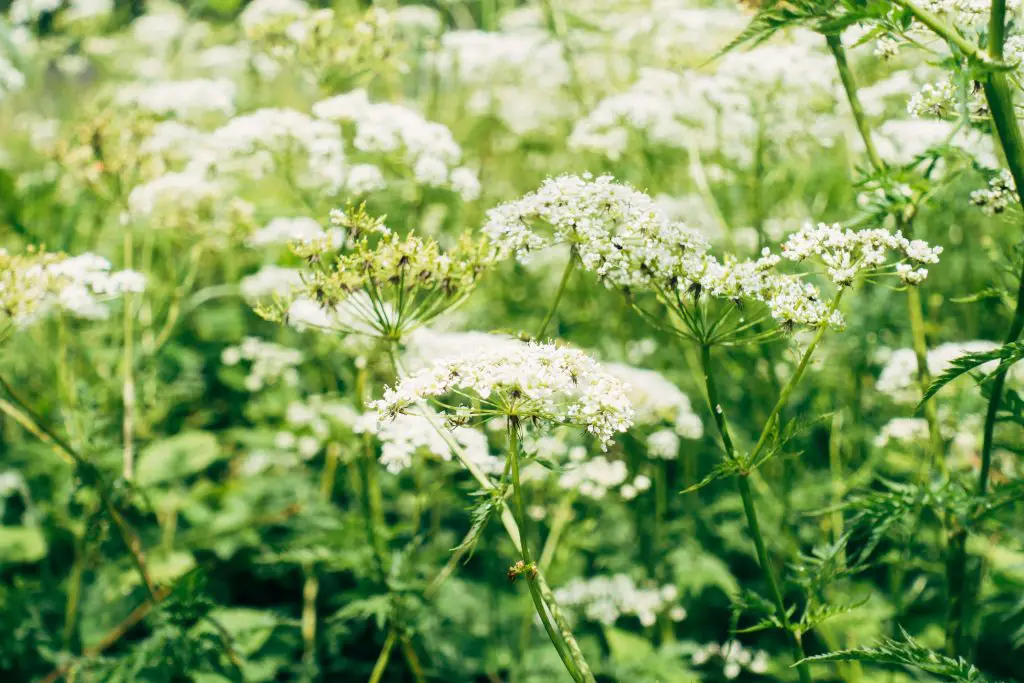 yarrow companion plants