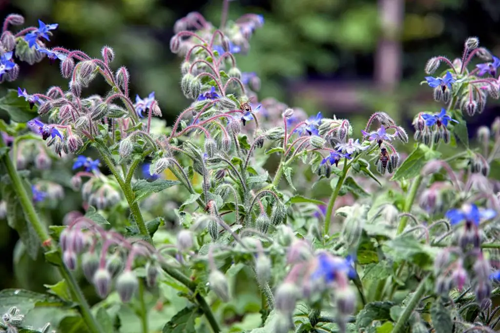 companion plants for basil