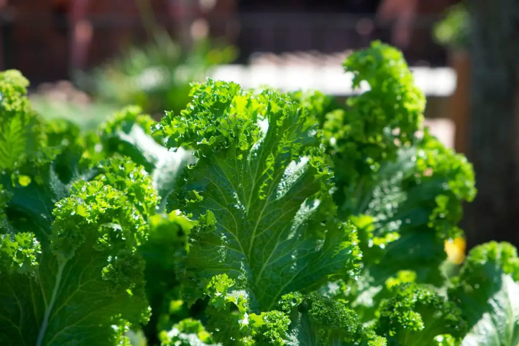 Companion plants for kale