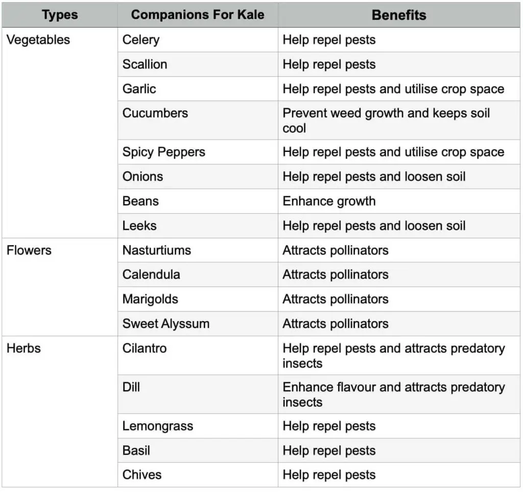 Companion plants for kale