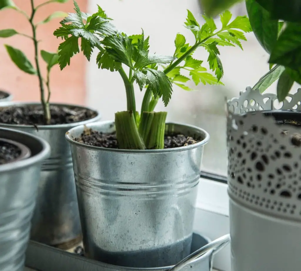 Companion plants for kale