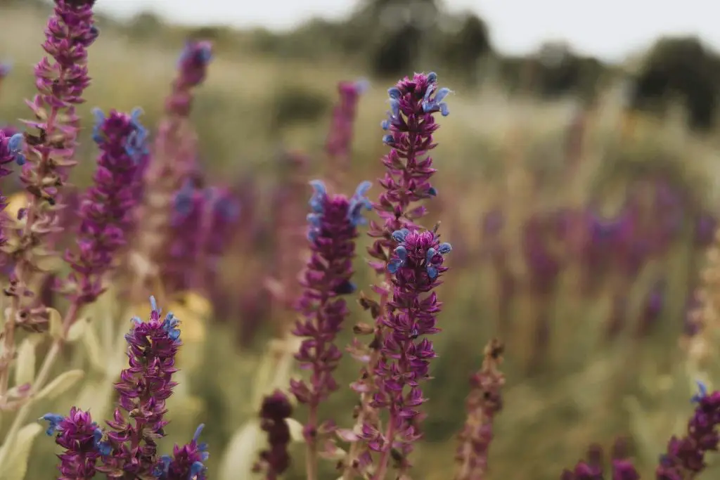 companion plants for sage