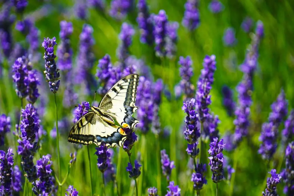 companion plants for sage